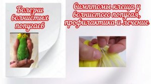 БОЛЕЗНИ У ВОЛНИСТЫХ ПОПУГАЕВ?? ЧАСТЬ1 / СИМПТОМЫ КЛЕЩА / ПРОФИЛАКТИКА И ЛЕЧЕНИЕ.