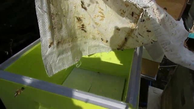 смотрю что в улье ППУ у карники, магазин под мед поставил 20 дней назад смотреть онлайн