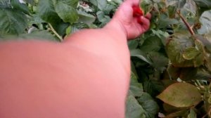 Малина энросадира. Плодоношение на побегах этого года.