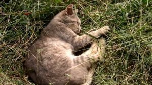 Что делать если у кошки глисты? | Почему появились глисты у кота?