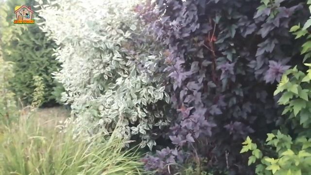 ??? Декоративные дачные кустарники после обрезки спустя 2 месяца. DIY & DACHA Серия 203 смотреть онлайн