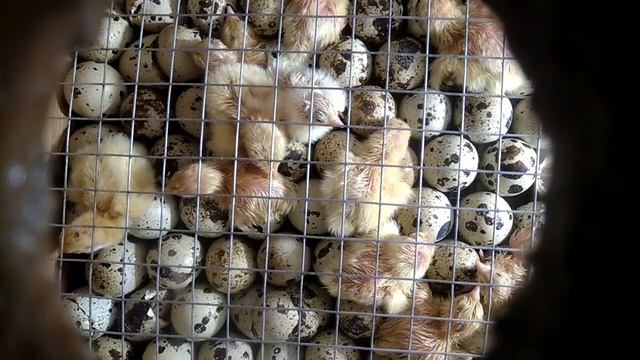 Мой режим инкубации перепелов смотреть онлайн