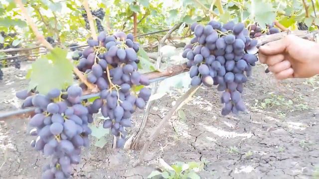 ЧАСТЬ 3 Виноградарь Граков Виктор Павлович смотреть онлайн