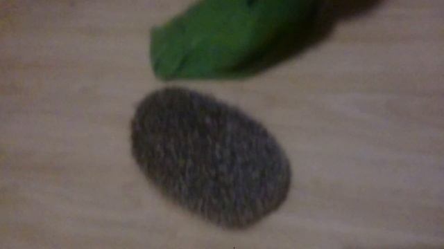 Ежи тоже любят играться)) Смешной ёж)