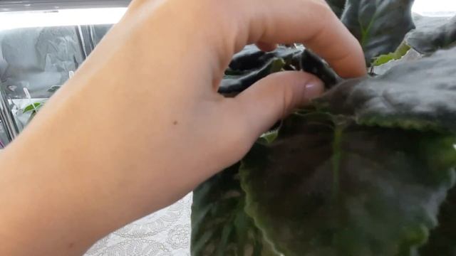 ВЗРЫВАТЕЛЬ ЦВЕТЕНИЯ ФИАЛОК. Удобрение для фиалок по листу, результаты эксперимента. смотреть онлайн