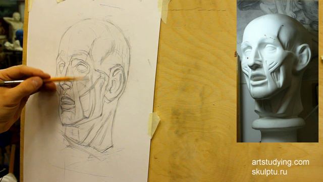 Рисунок экорше головы, 2 часть смотреть онлайн