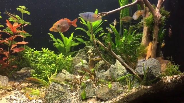 Редкие аквариумные рыбки! Месяц спустя! смотреть онлайн