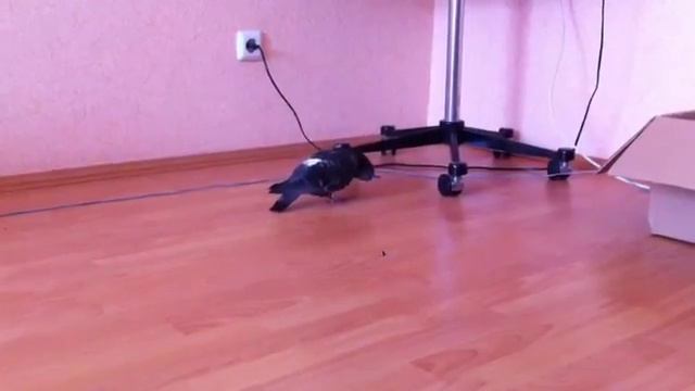 Голубь мира! спасен! смотреть онлайн