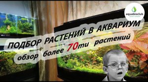 Выбор растений в аквариум на моем примере. Обзор более 70ти растений из моих аквариумов.