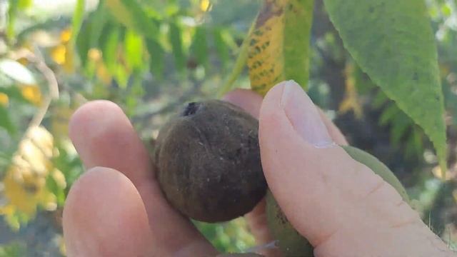 ЧЁРНЫЙ ОРЕХ в подробностях !!! смотреть онлайн