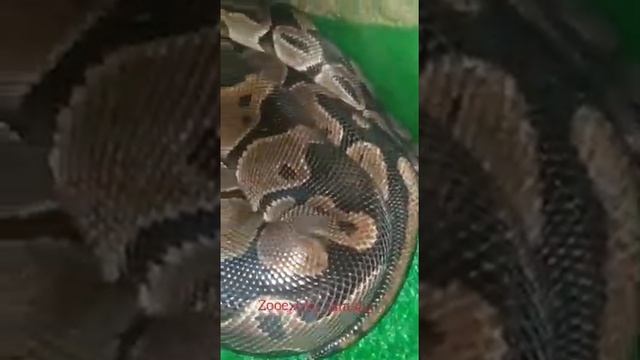 Разнообразие не ядовитых змей из личной коллекции Марики смотреть онлайн