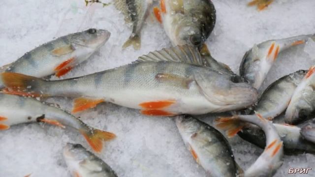 Как ловить окуня по первому льду . Где ловить, на что ловить . смотреть онлайн