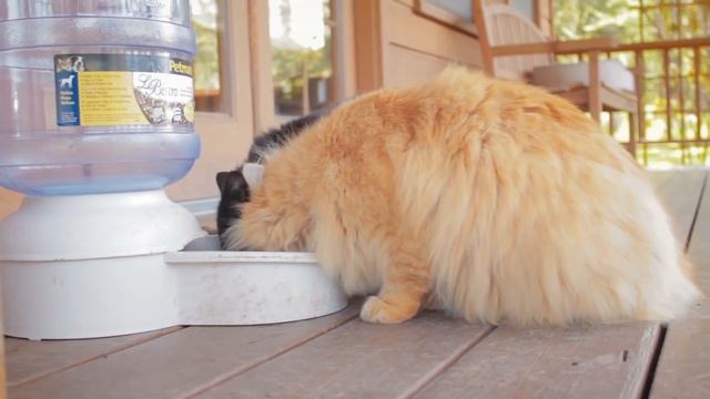 Несмешные Причины, Почему Кошки Боятся Огурцов смотреть онлайн