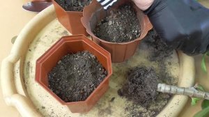 Пересадка Денежного Дерева  (Толстянка) (Crassula ovata) Правильный Грунт для Суккулентов часть 1