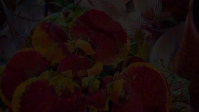 Calceolaria Кальцеолярия смотреть онлайн