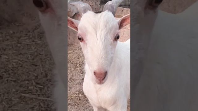 #Gulabi #Barbara #Hiran #chhap #shortsvideoviral हिरण छाप बारबरा बकरा गुलबी नस्ल смотреть онлайн