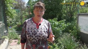 Невеста в белом... О лучшем способе стратификации молочая белоокаймленного