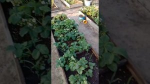 Подкормка клубники земляники сывороткой. Результаты.