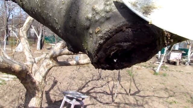 Черный рак на деревьях и как с ним бороться/Black Cancer On Trees And How To Deal With It