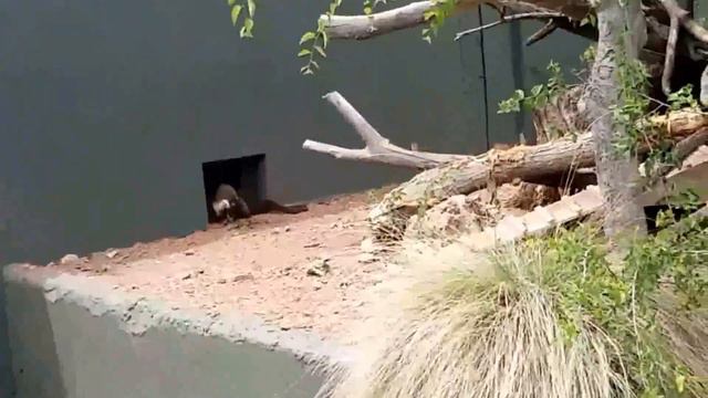 США. Зоопарк в Аризоне. г.Финикс. Phoenix Zoo. Животные Аризоны.