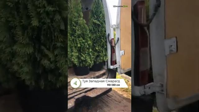 Туя Смарагд ЭКСТРА 110-130см