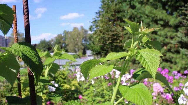 Малина Слава России смотреть онлайн