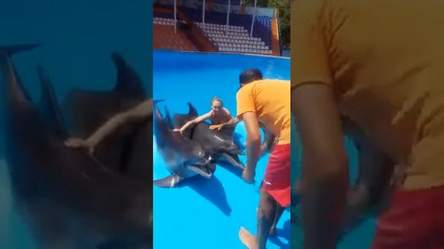 Фото с дельфинами смотреть онлайн