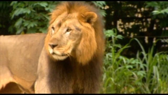 Какие животные самые быстрые и самые медленные? Киндер Зу