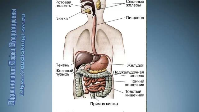 Биология 8 класс $24 Питание и его значение. Органы пищеварения и их функции смотреть онлайн