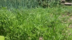 Морковная БОТВА применение в  народной медицине, кулинарии.  Польза и вред ботвы моркови