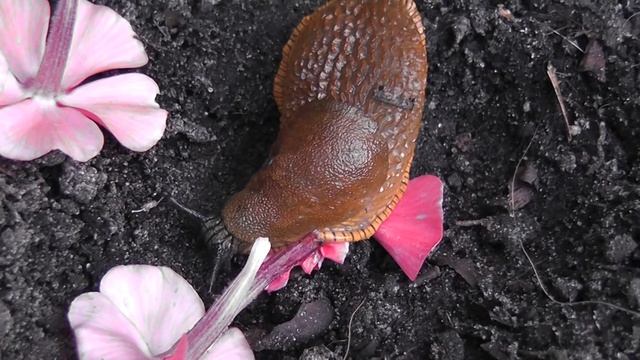 Panasonic HDC-HS60 1st test movie смотреть онлайн