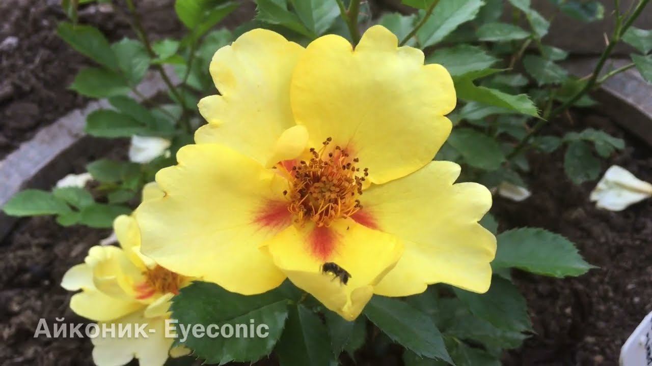 23 сорта роз в 2023 году