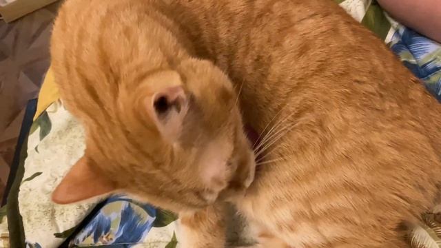 Мой кот Бублик // Bublik the Cat // Рыжий бандит ? смотреть онлайн