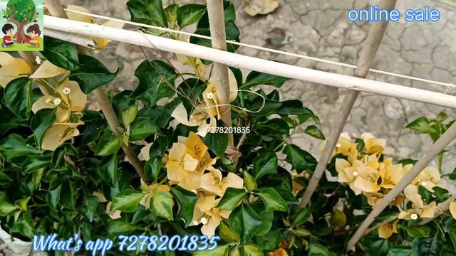 BOUGAINVILLA NEW VARIETY.. QUALITY BEST AND LOW PRICE..#bougainvillea #flowers #bougainvillea I'd смотреть онлайн