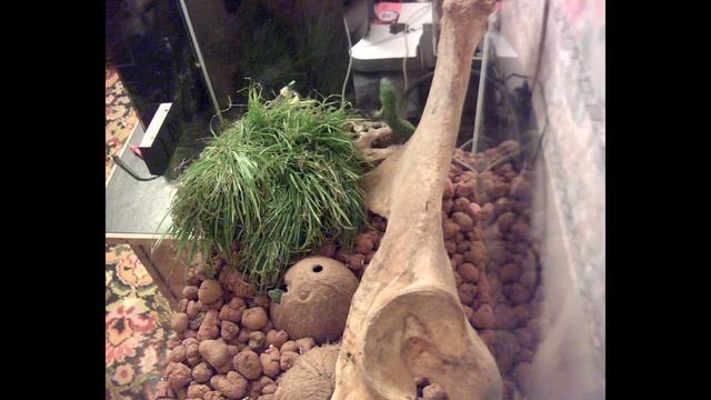 В террариуме у рептилий