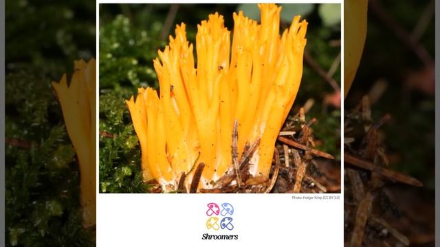 Yellow stagshorn (Calocera viscosa) | Classification | Scientific Short Profile | Shroomers смотреть онлайн