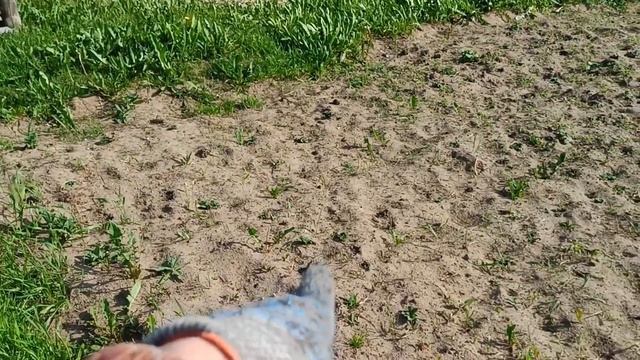 Какие продукты мы сегодня купили? Цены на продукты. Началось борьба с сорняками на огороде. смотреть онлайн