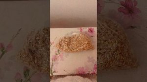 Как правильно хранить пророщенную пшеницу несколько дней.