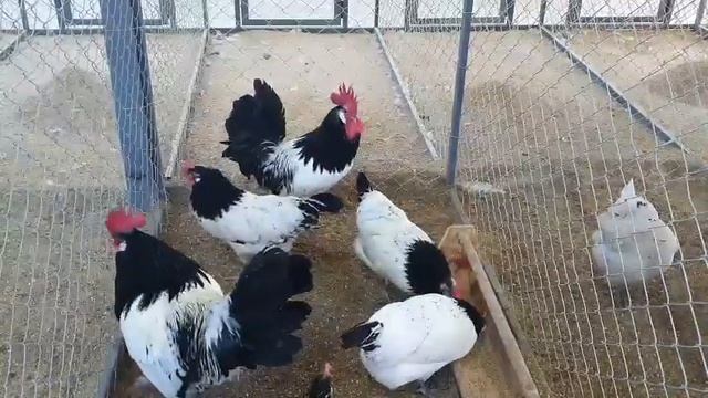 Порода кур лакенфельдер - Lackenfelder chicken breed.! смотреть онлайн