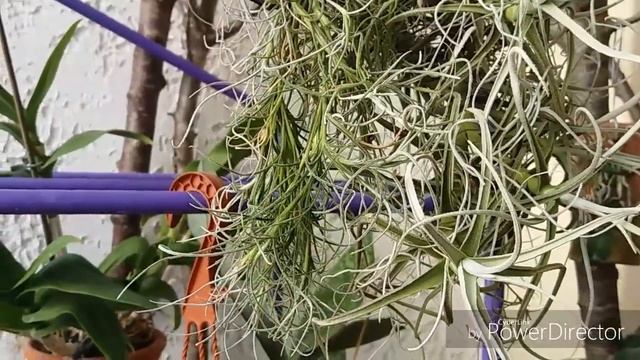 Быстро ли растёт тилландсия уснеевидная?