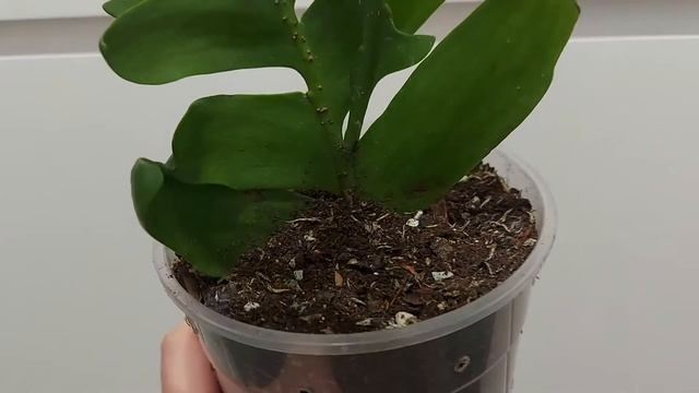 Марниера смотреть онлайн