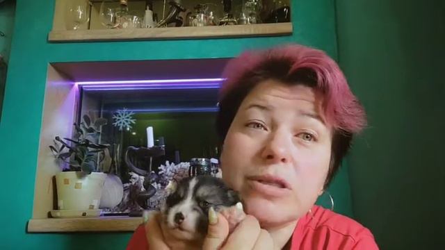 Малыш корги - счастье в доме)) смотреть онлайн