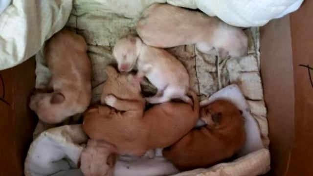 Два гребца увидели плывущий в реке мешок и не смогли поверить своим глазам, когда открыли его смотреть онлайн