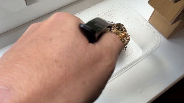 Selaginella lepidophylla or resurrection plant - back from the dead in 3 hours! смотреть онлайн