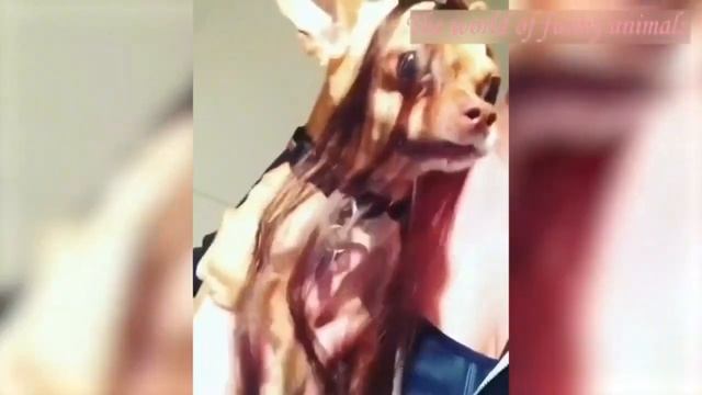 Когда не понравилась прическа! Приколы с собаками, собаки приколы.mp4 смотреть онлайн