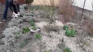 Лаванда обрезка весной