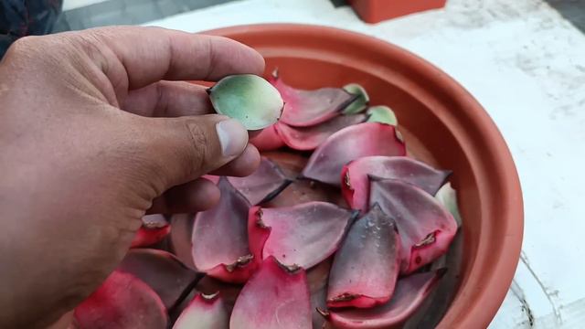 Respondiendo muchas interrogantes MIX SUCULENTO #suculentas #echeveria #macetas смотреть онлайн