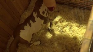 [Обзор] КОНЮШНЯ ДЛЯ ШЛЯЙХ