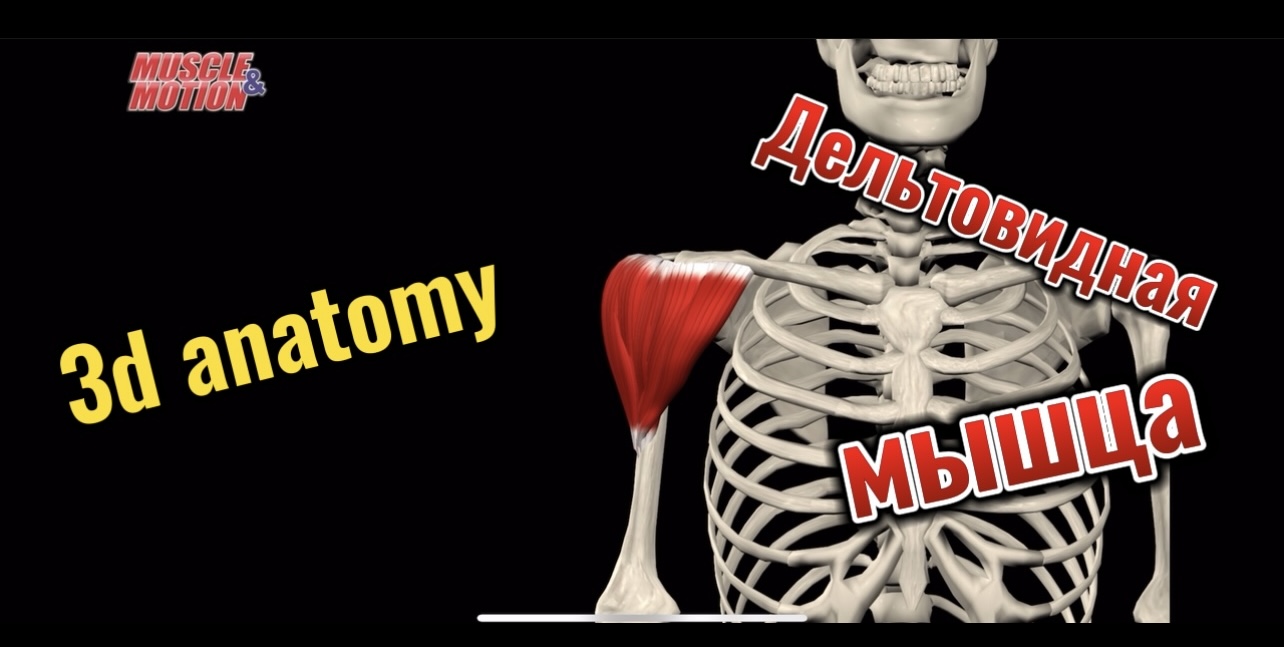 3d anatomy. Дельтовидная мышца. смотреть онлайн