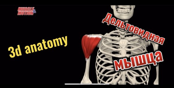 3d anatomy. Дельтовидная мышца.